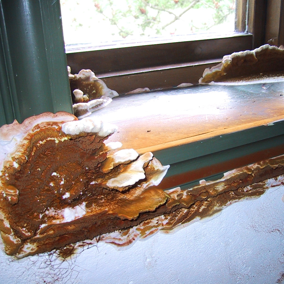 Skadeservice_Traenedbrydende svampe_960x960