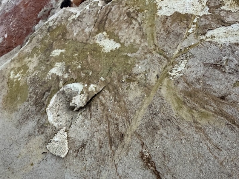Yellow moss on the exterior wall