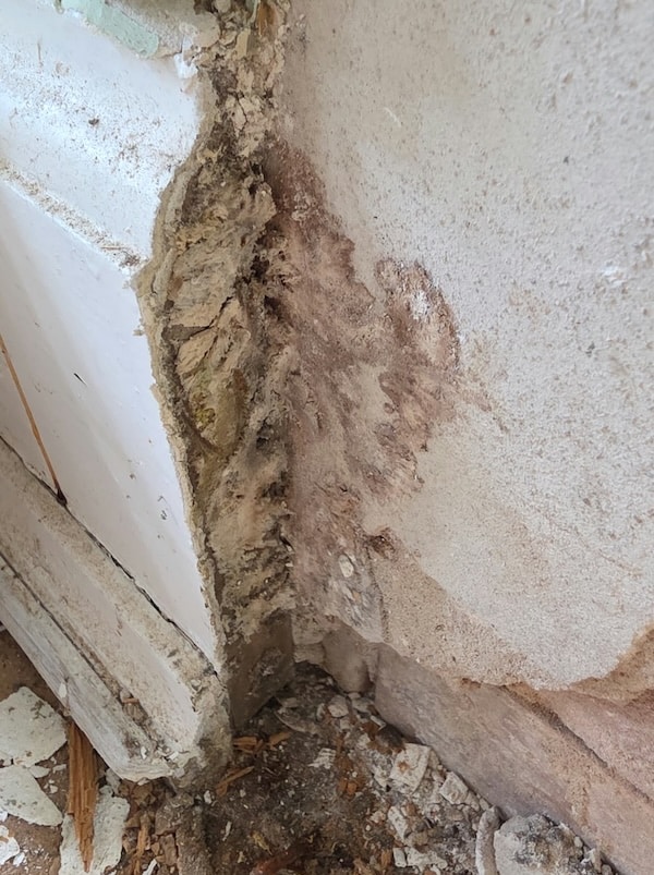 Fungal infection of foot panels