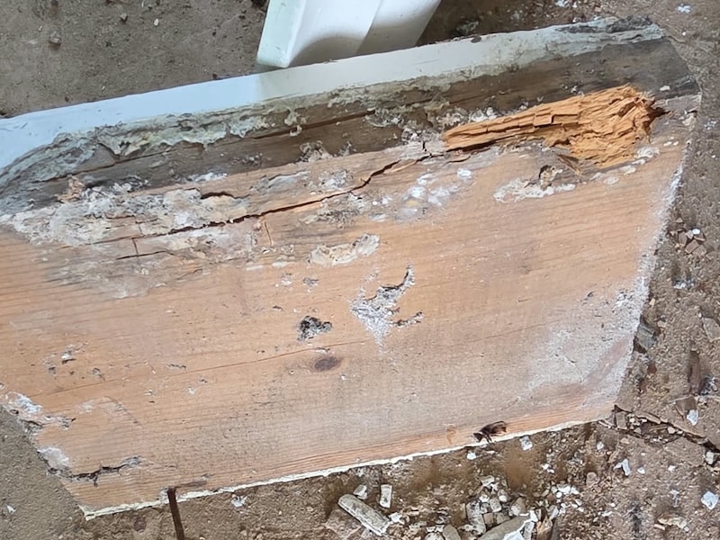 Fungal attack on floorboards