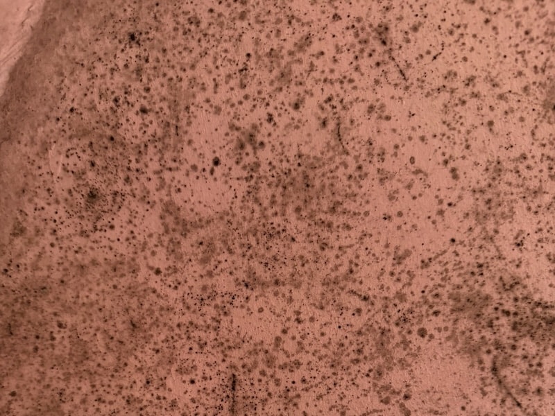 Cladosporium mold fungus