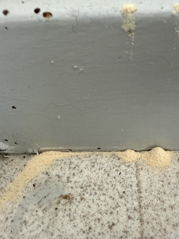 Attack by the common blowfly